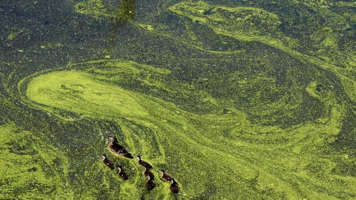 Duck and seven ducklings swimming through green algae tainted water