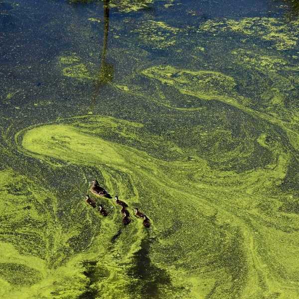 Duck and seven ducklings swimming through green algae tainted water