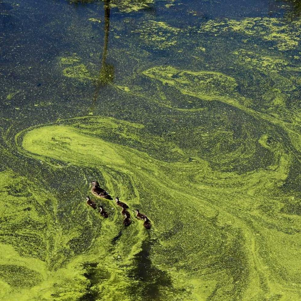 Opinion: Florida’s experience with toxic algae blooms can help clear up Reflecting Pool mess
