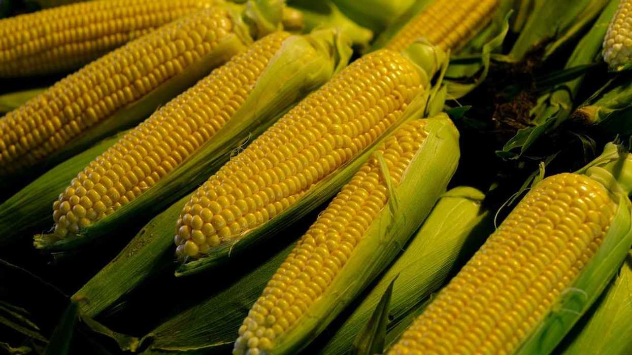Ears of corn partially husked to reveal ripeness
