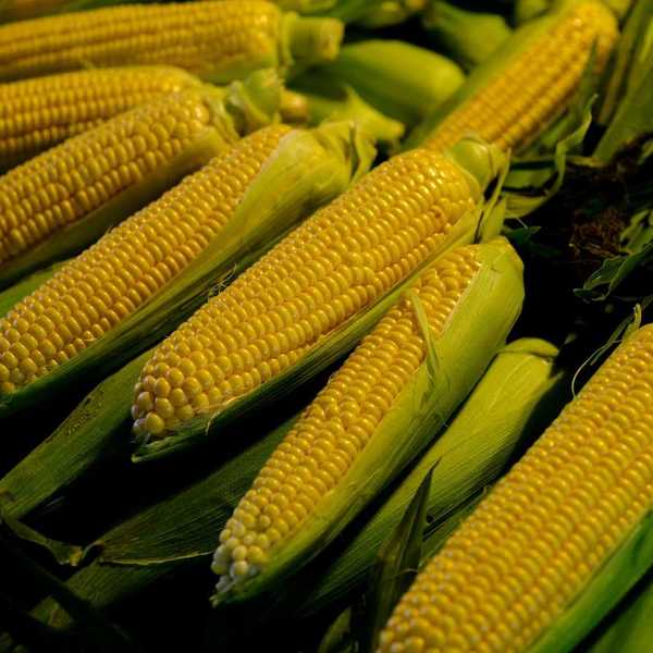 Ears of corn partially husked to reveal ripeness