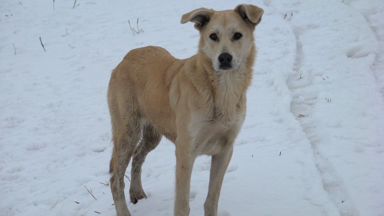 ecocide ukraine animals pets