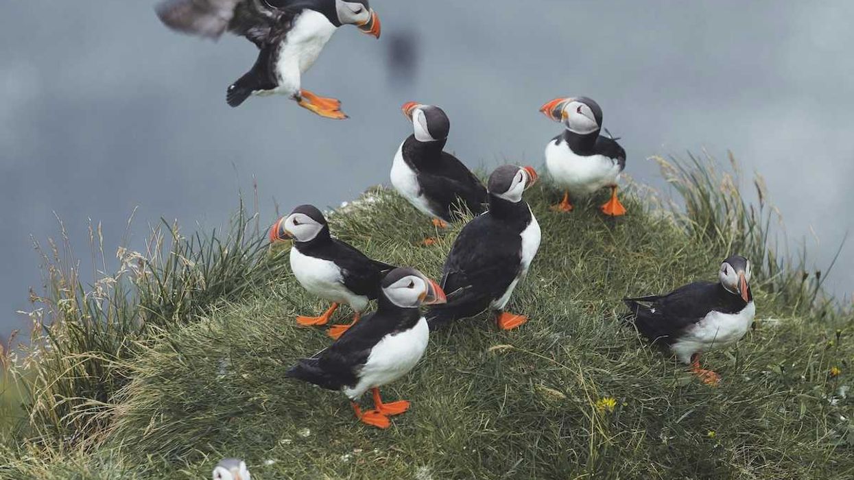 Eight puffins gather on an oceanside cliff