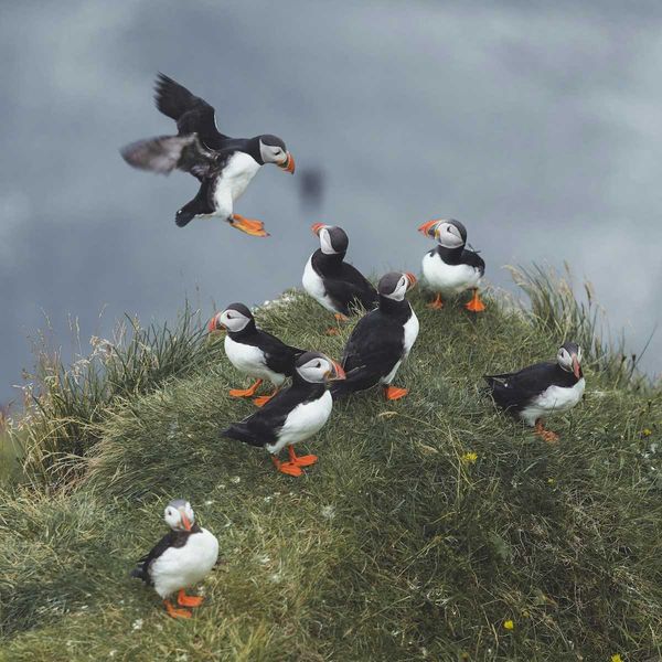 Eight puffins gather on an oceanside cliff