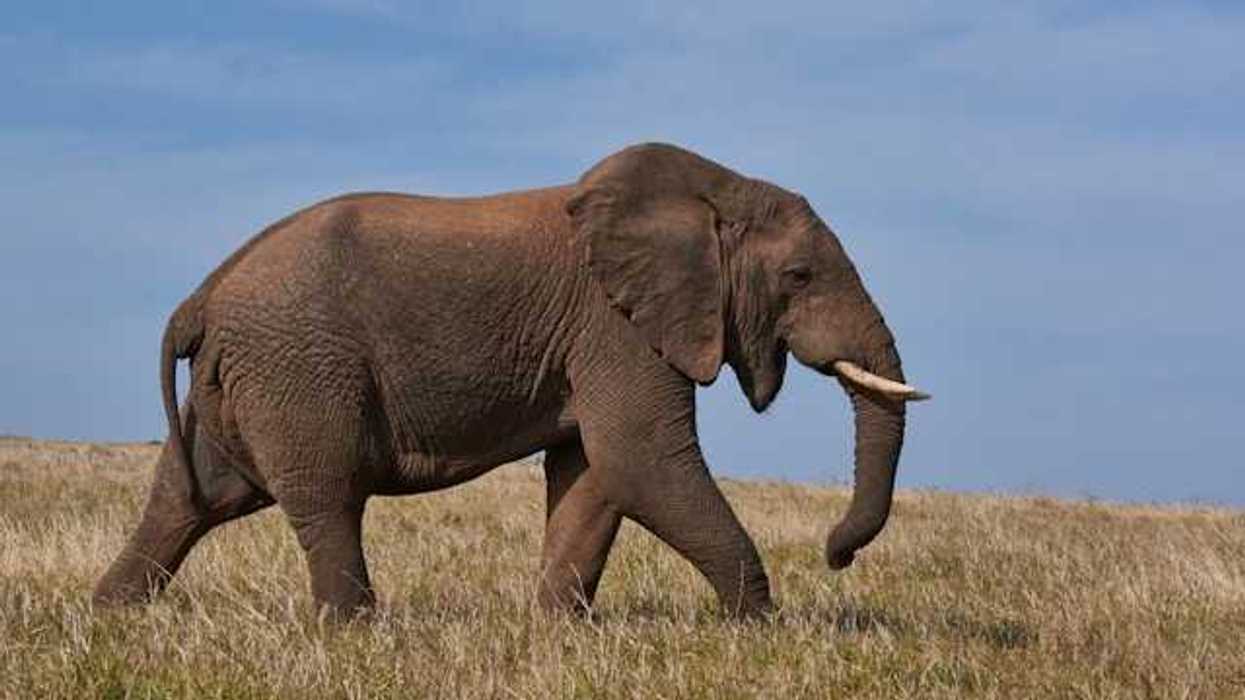 Elephant walking in a savannah