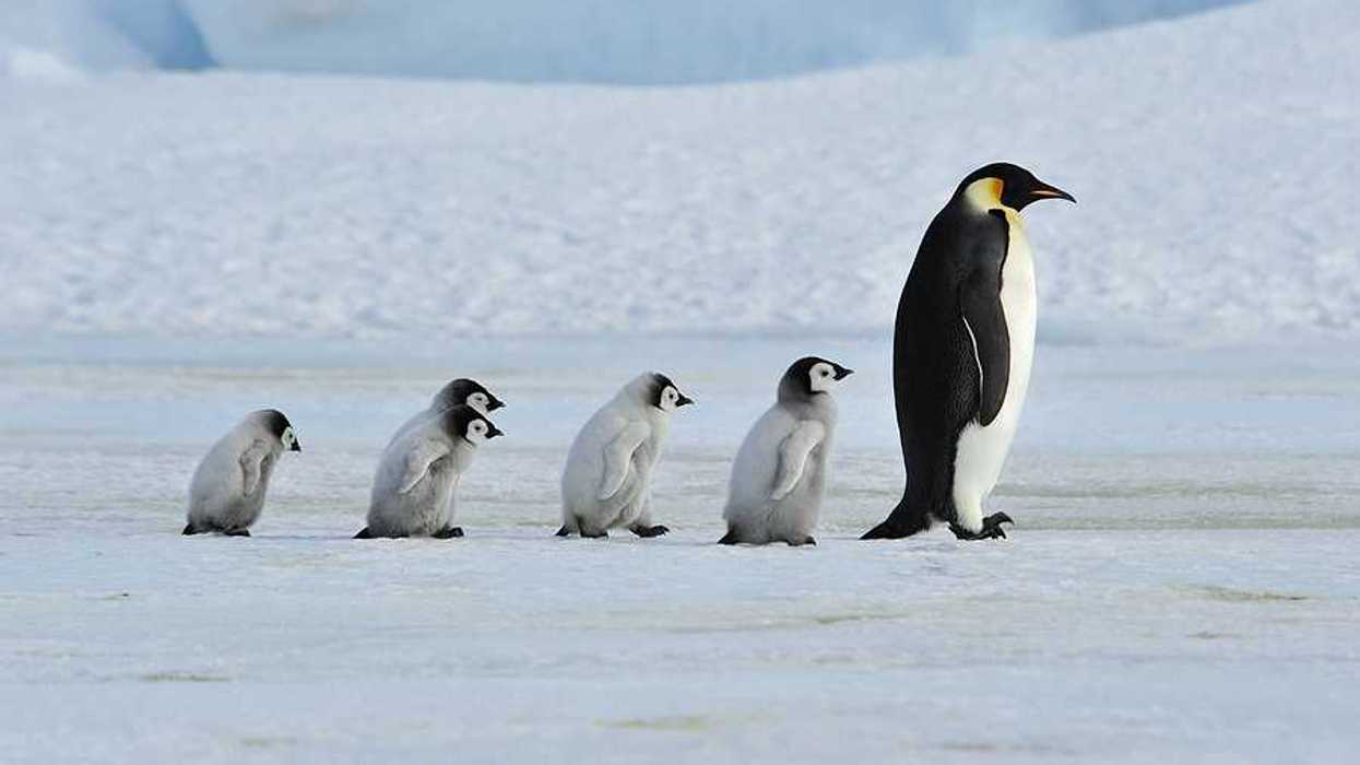 Emporer penguin chicks following an adult penguin in a snowy landscape