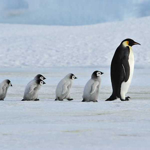 Emporer penguin chicks following an adult penguin in a snowy landscape