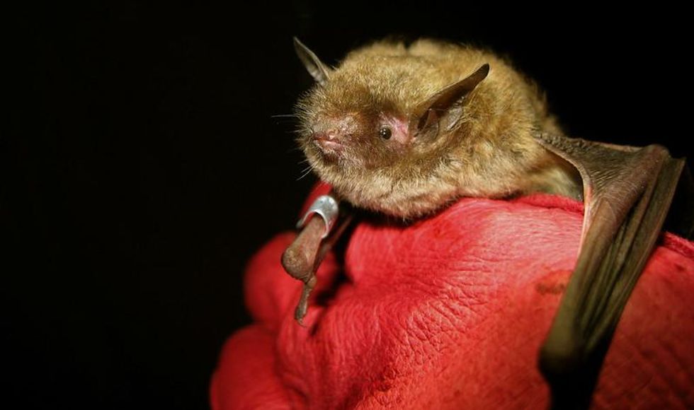 Indiana Bat Endangered Species