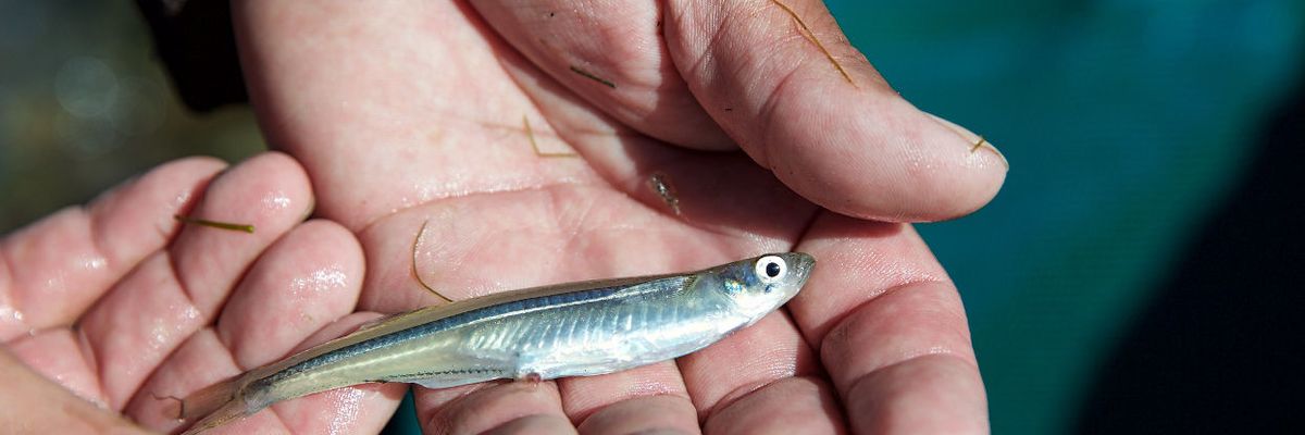 endocrine disruption fish