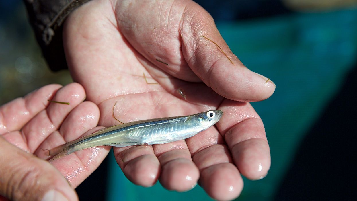 endocrine disruption fish