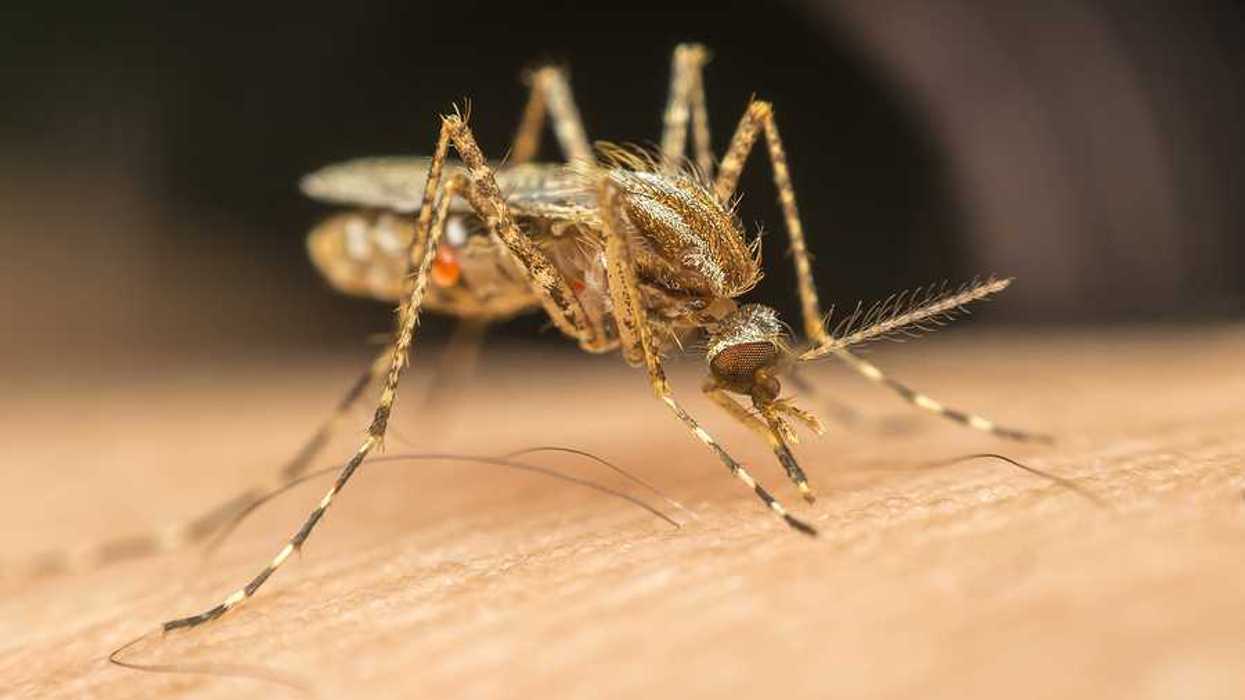 Enlarged photo of a mosquito on human skin