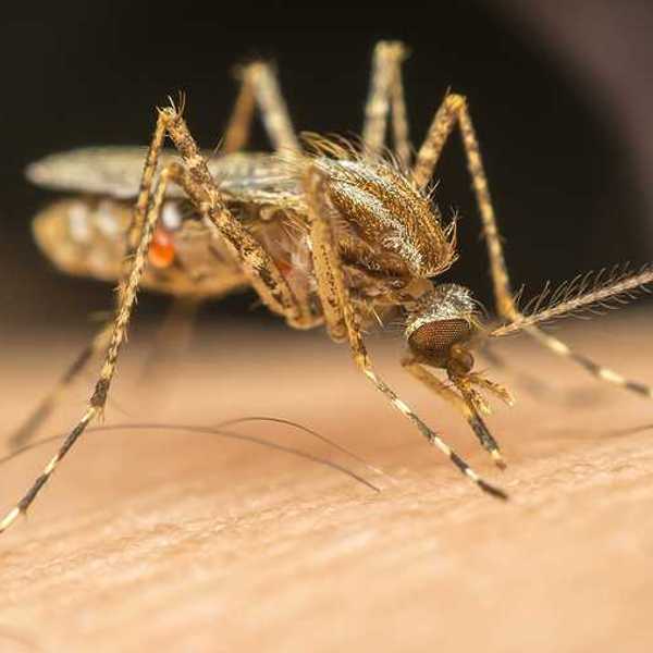 Enlarged photo of a mosquito on human skin