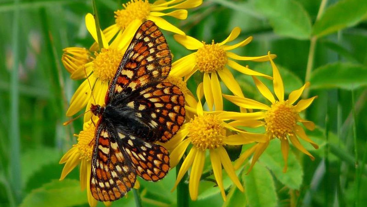 EPA renews effort to protect endangered species from pesticides