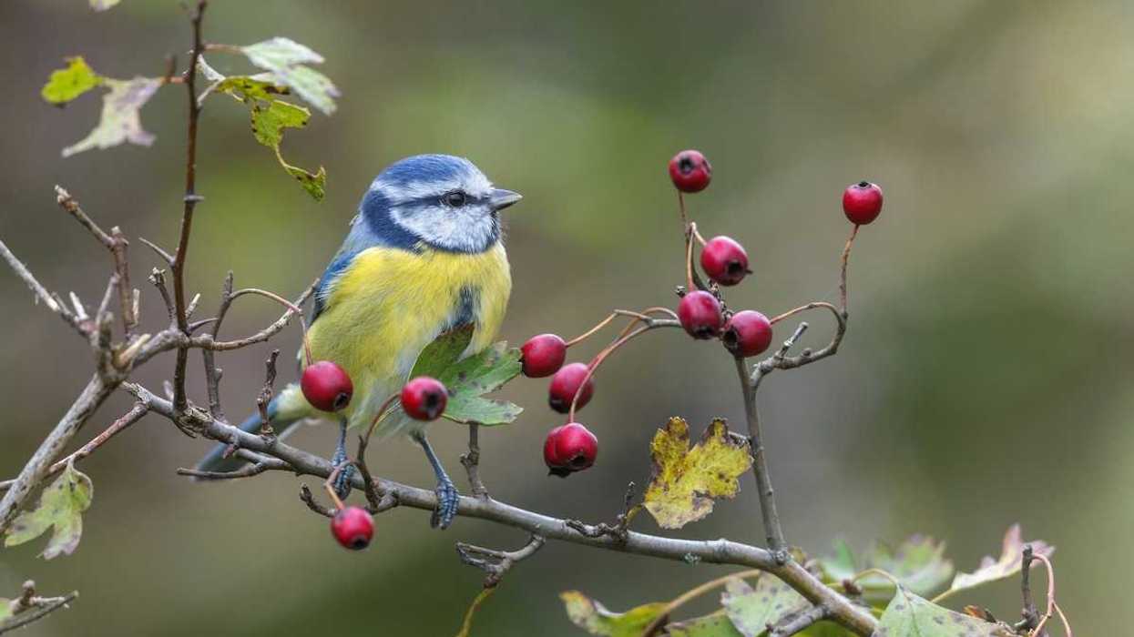 Eurasian blue tit perched on a shrub with red berries