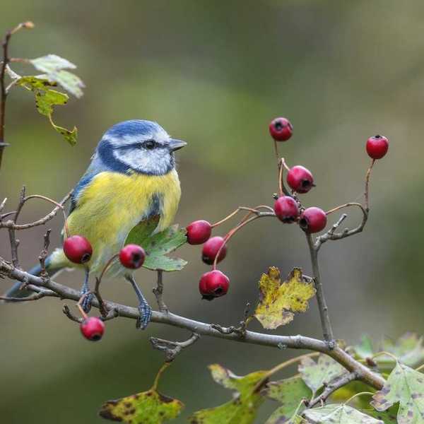 Eurasian blue tit perched on a shrub with red berries