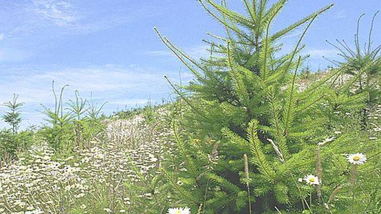 europe south america rights of nature