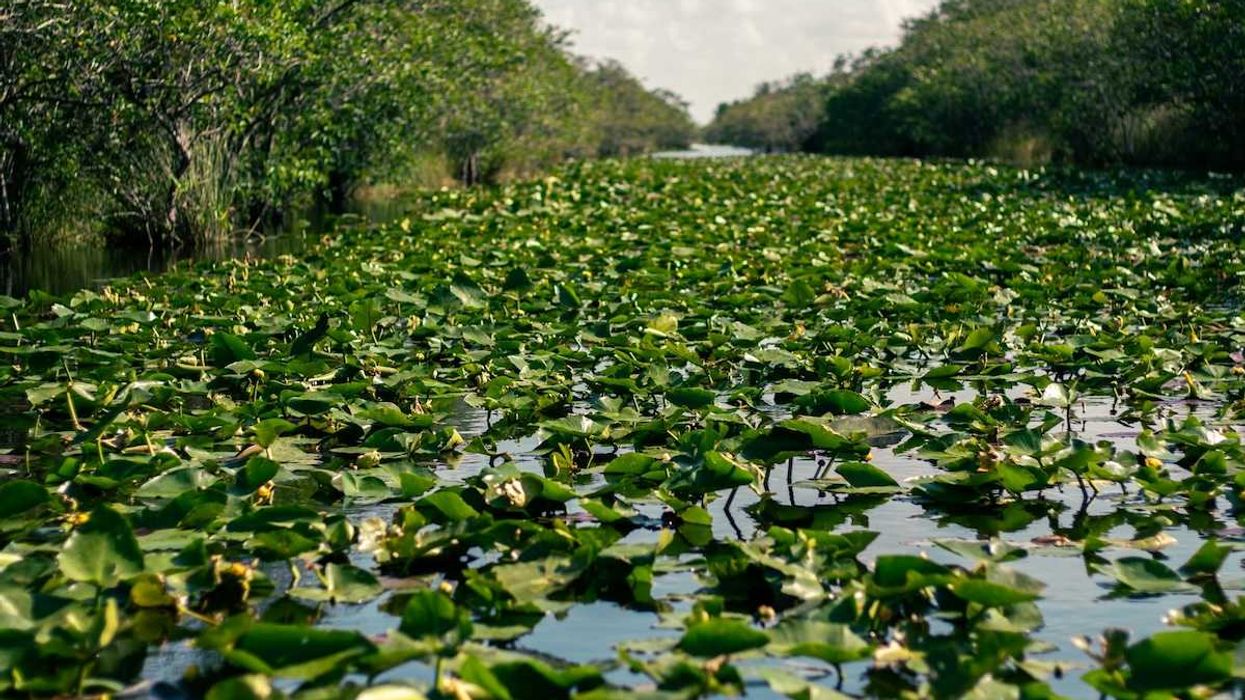 Everglades aquatic vegetation