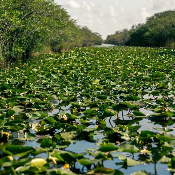 Everglades aquatic vegetation