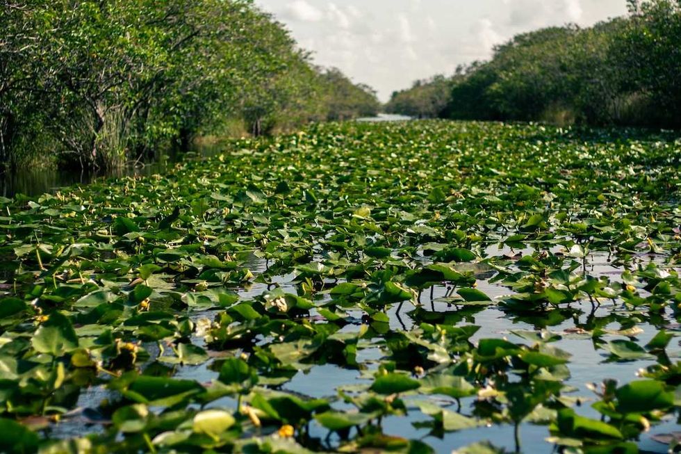 ‘Forever chemicals’ represent new environmental threat for Florida’s fragile Everglades