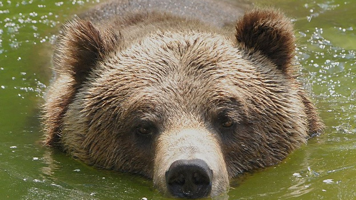 extreme heat biodiversity threats