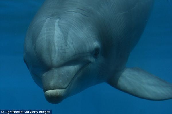 Endocrine disrupting chemicals detected in dolphins' urine for the first time