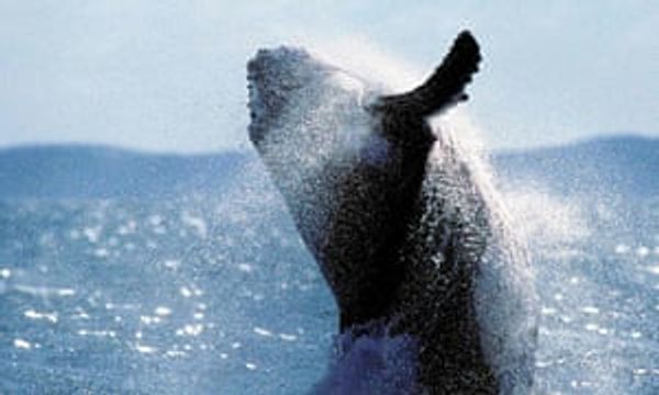 Oceans can be restored to former glory within 30 years, say scientists