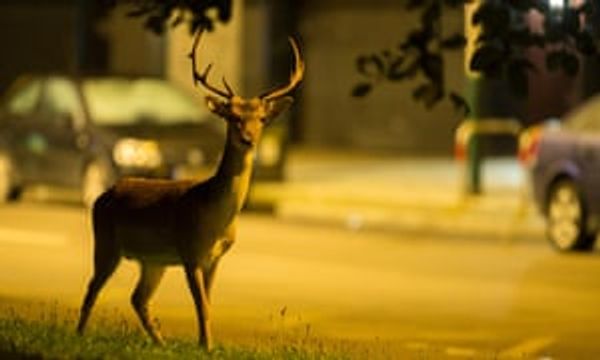 Stags in the city: How deer found their way into our town centres and back gardens