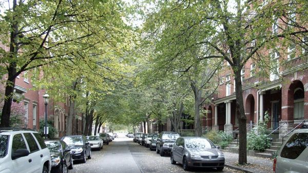 Many cities want to plant trees. Why are some residents reluctant?