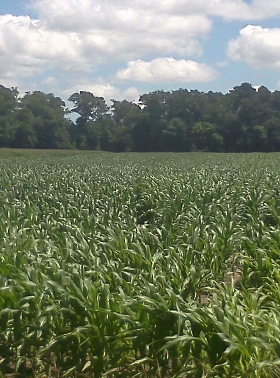 The pesticide paraquat and Parkinson's Disease