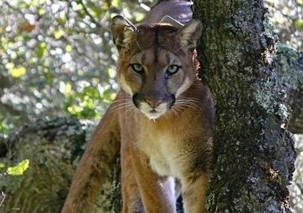 ‘Landscape of fear’: Human presence alone has lethal effect on large predators, study finds