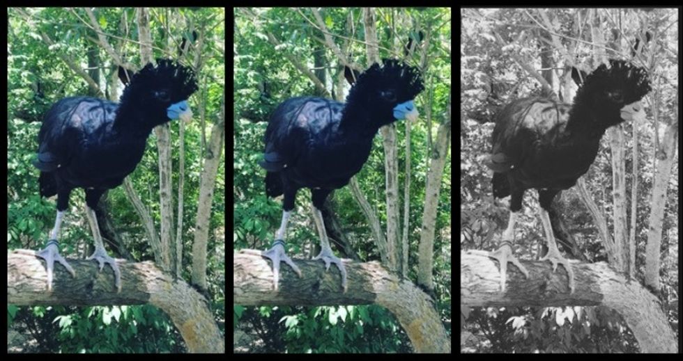 Will the bird that dodged a bullet pay the price of peace?