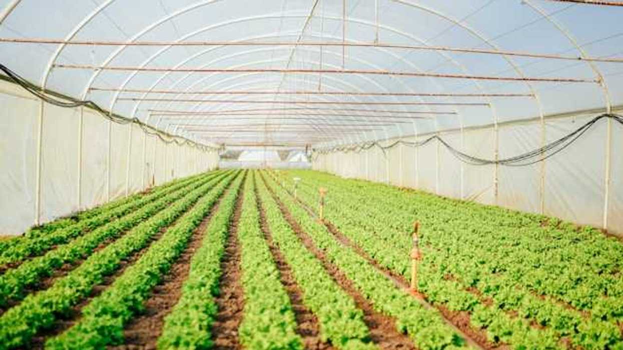 Farm rows covered by plastic sheeting
