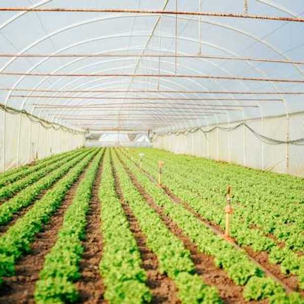 Farm rows covered by plastic sheeting