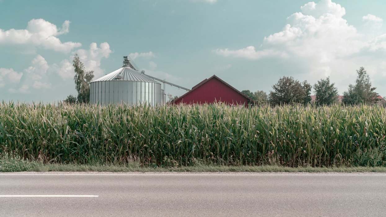 farm with cornfield near road during daytime.