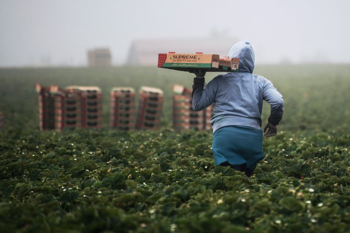 farm worker in strawberry field
