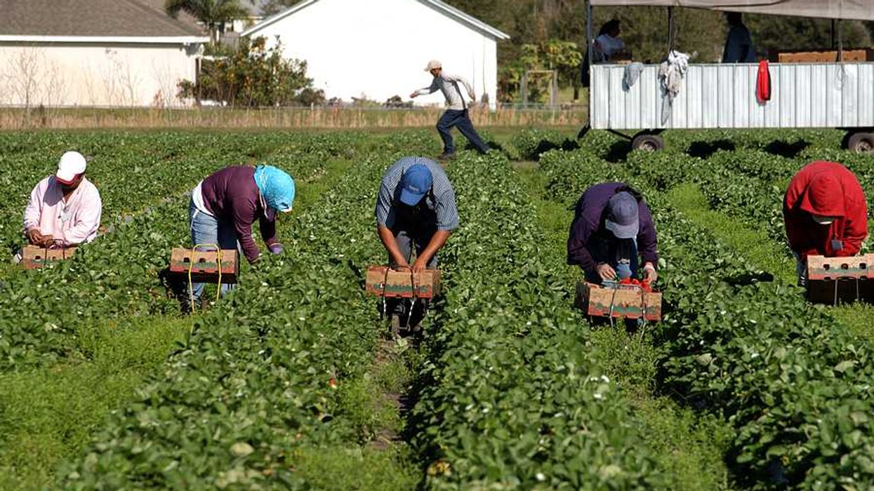 Farm workers bending over trays while picking strawberries