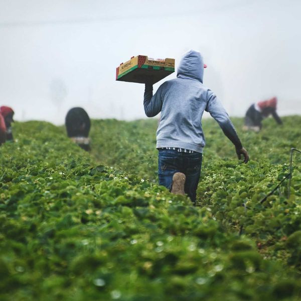 Farm workers bent over in fields and carrying boxes of fruit.