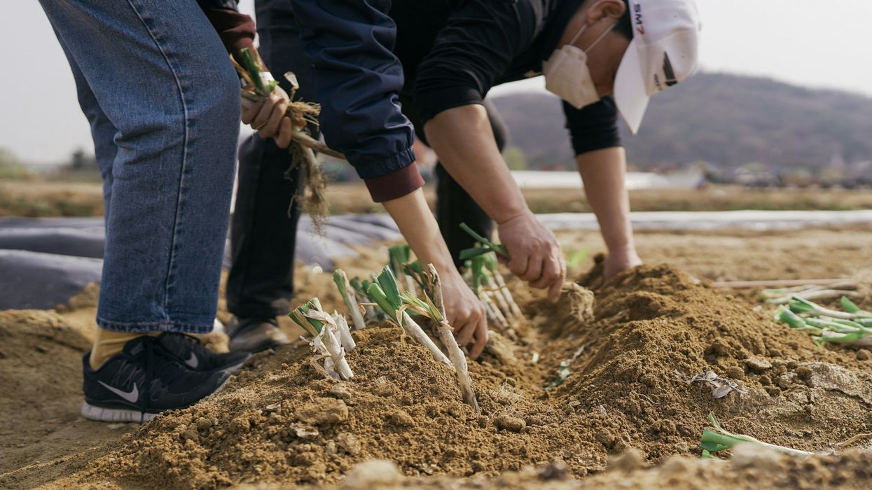 farm workers digging vegetables