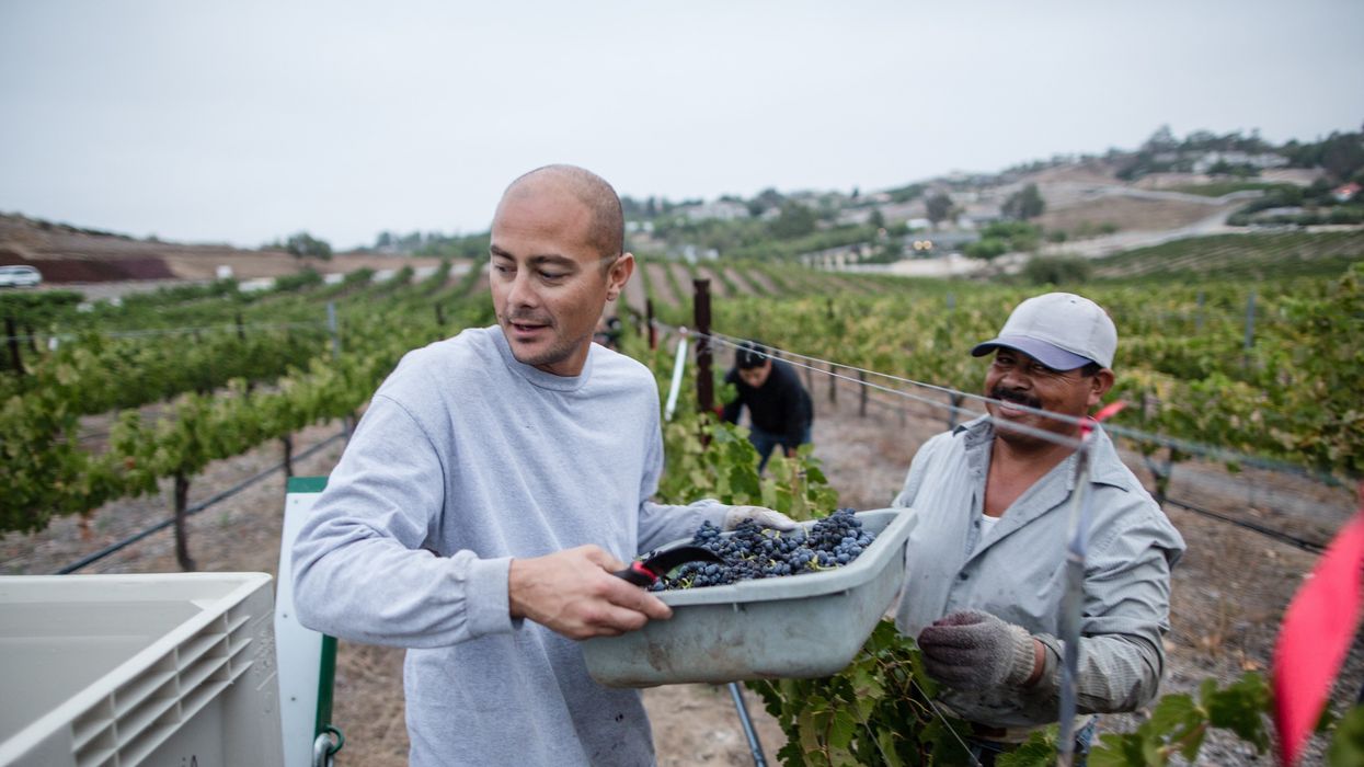 farm workers in field