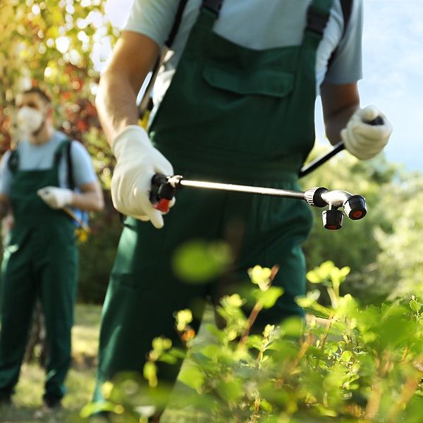Farm workers spraying pesticides on bushes.