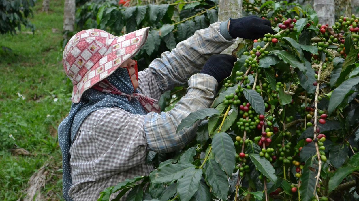 Farmer harvesting coffee cherries in a field.