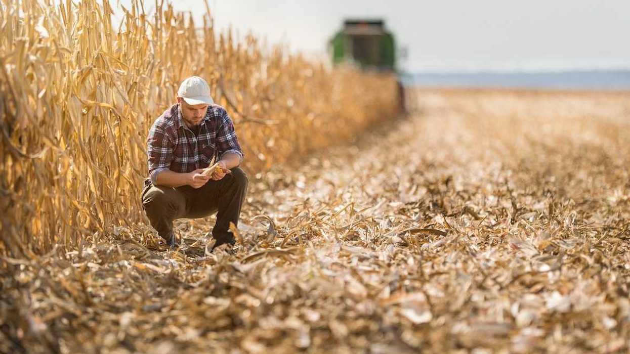Farmer squatting in harvested section of corn field and adjacent to unharvested corn stalks.