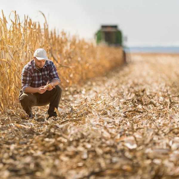 Farmer squatting in harvested section of corn field and adjacent to unharvested corn stalks.