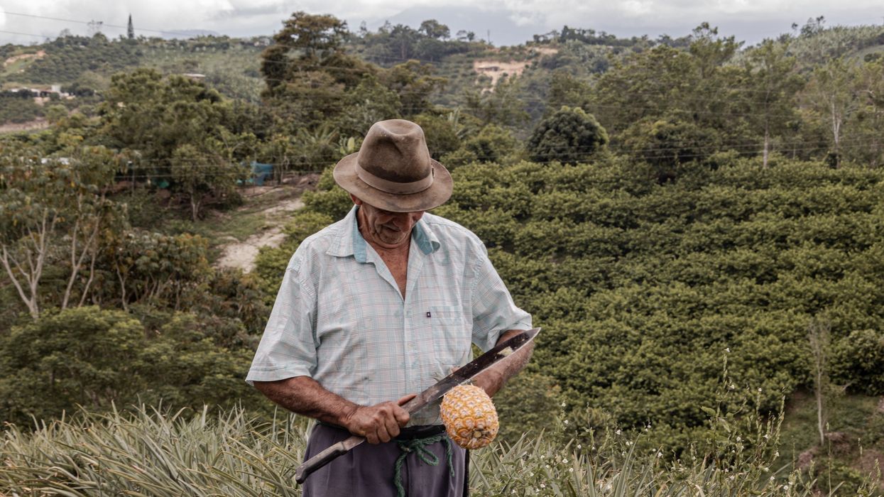 farmer with pineapple