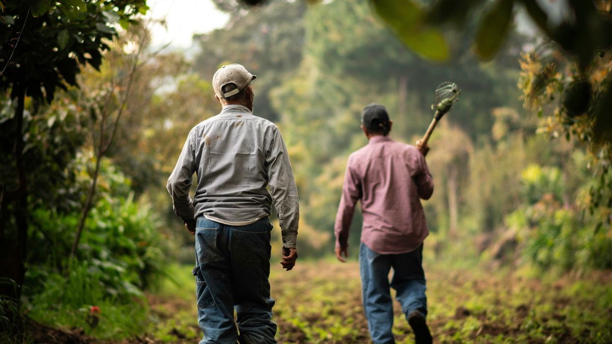 farmers walking in trees