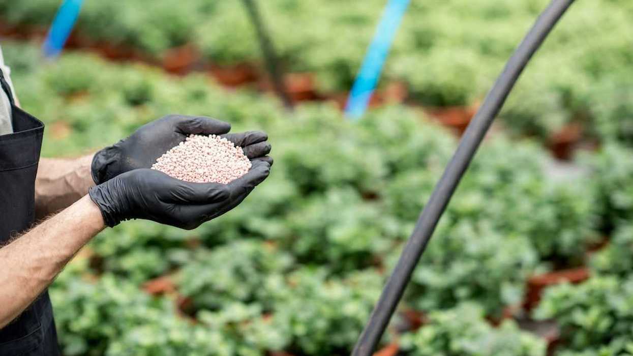 Farmworker holding chemical fertilizer in cupped protective gloved hands