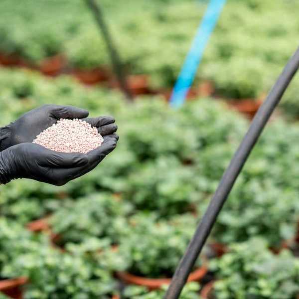 Farmworker holding chemical fertilizer in cupped protective gloved hands