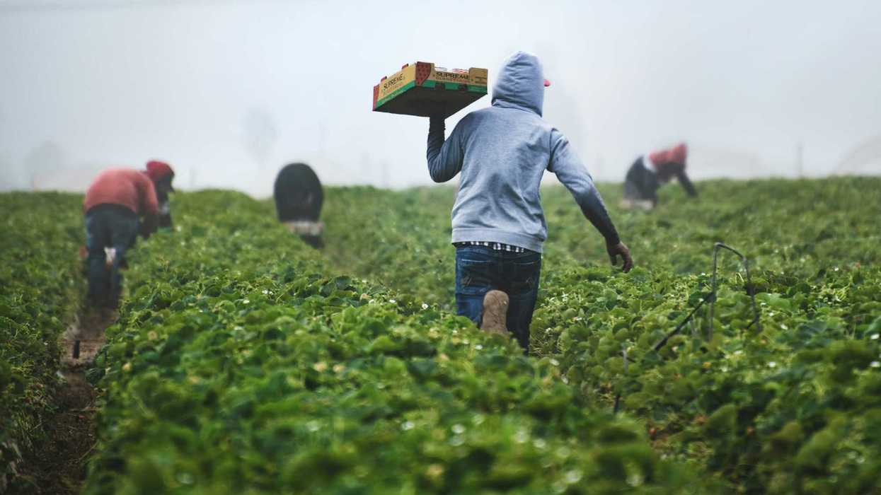 Farmworkers in a strawberry field carrying boxes.