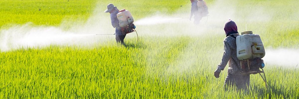Farmworkers spraying pesticides in a field.