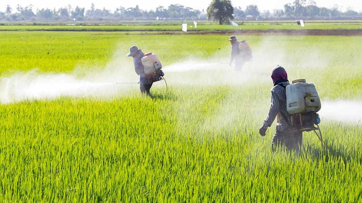 Farmworkers spraying pesticides on a rice field